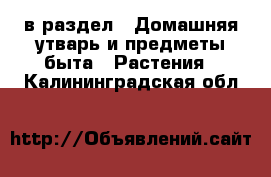  в раздел : Домашняя утварь и предметы быта » Растения . Калининградская обл.